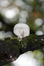 Delicate mushroom on a branch