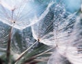 Delicate natural backdrop of the fluffy seeds of the dandelion