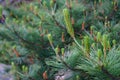 Delicate new buds burst forth on a verdant pine branch, signaling the arrival of spring, fresh growth, and new beginnings Royalty Free Stock Photo