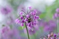 Delicate Nodding Onion flower with bumble bee