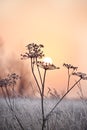 Delicate openwork flowers in the frost. Beautiful winter morning in the fresh air. Royalty Free Stock Photo