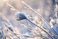 Delicate openwork flowers in the frost. Gently frosty natural winter background. Beautiful winter morning in the fresh air. Royalty Free Stock Photo