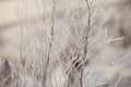 delicate openwork flowers in the frost. Gently frosty natural winter background. Beautiful winter morning in the fresh air. Royalty Free Stock Photo