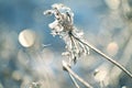 Delicate openwork flowers in the frost. Gently frosty natural winter background. Beautiful winter morning in the fresh air. Royalty Free Stock Photo