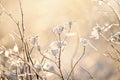 Delicate openwork flowers in the frost. Gently frosty natural winter background. Beautiful winter morning in the fresh air. Royalty Free Stock Photo