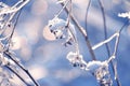 Delicate openwork flowers in the frost. Gently frosty natural winter background. Beautiful winter morning in the fresh air. Royalty Free Stock Photo