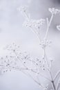 delicate openwork flowers in the frost. Gently frosty natural winter background. Beautiful winter morning in the fresh air. Royalty Free Stock Photo