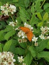 Delicate orange butterfly