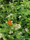 Delicate orange butterfly