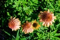 Delicate orange echinacea flowers in soft focus in an organic herbs garden in a sunny summer day Royalty Free Stock Photo