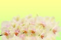 Delicate orchid branches on pastel gradient Royalty Free Stock Photo