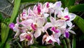 A delicate orchid. White with pink. Light flower. Thai flowers. On a green deciduous background. A perfect combination of juicines