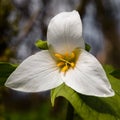 Delicate Pacific Northwest Trillium flower Royalty Free Stock Photo