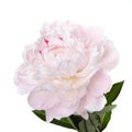 Delicate pale pink peony