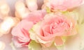 Delicate pale pink roses. Perfect for background greeting cards and wedding invitations, birthday, Valentine`s Day, Mother`s Day Royalty Free Stock Photo