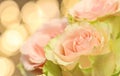 Delicate pale pink roses. Perfect for background greeting cards and wedding invitations, birthday, Valentine`s Day, Mother`s Day Royalty Free Stock Photo