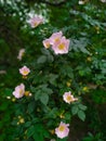 Pink flowers on a green bush Royalty Free Stock Photo