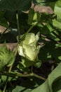 Delicate pale yellow cotton flower among green foliage