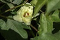 Delicate pale yellow cotton flower among green foliage