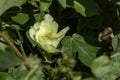 Delicate pale yellow cotton flower among green foliage
