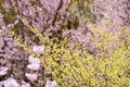 Delicate pale yellow flowers of Hyugamizuki with pink cherry blossoms behind,Hanamiyama Park,Fukushima,Tohoku,Japan.