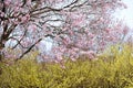 Delicate pale yellow flowers of Hyugamizuki with pink cherry blossoms at Hanamiyama Park,Fukushima,Tohoku,Japan. Royalty Free Stock Photo