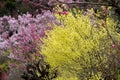 Delicate pale yellow flowers of Hyugamizuki,pink peach blossoms and pink cherry blossoms at Hanamiyama Park,Fukushima,Tohoku,Japan