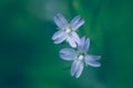 Delicate pastel blue flowers of Epilobium glandulosum