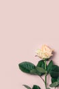 Delicate pastel rose on a pink background Royalty Free Stock Photo