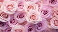 delicate pastel roses background