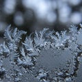 Delicate patterns of frost crystallize on a clear surface, resembling intricate fern-like Royalty Free Stock Photo