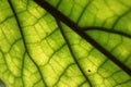 Delicate patterns in a leaf texture background
