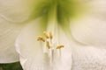 Delicate patterns of petals and polen structures in a macro photography of a white lily flower