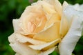 Delicate peach beautiful rose close-up on a blurred background. Dew drops on the petals. Picture for cards, wedding