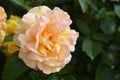 Delicate peach beige rose flower with green leaves close up. A beautiful rose blooms in summer Royalty Free Stock Photo