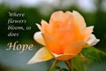 Delicate Peach Rose with a Beautiful Verse of Hope Royalty Free Stock Photo