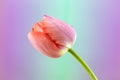 Dewy Peach Tulip Against Pastel Backdrop