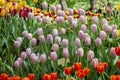 Delicate pearl pink tulips, spring bloom of garden flowers in the city park. Varietal garden tulips bloom in pink purple lilac