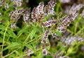 Delicate peppermint flowers