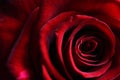 Delicate petals of a deep dark red rose Royalty Free Stock Photo