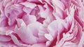 Delicate petals of a pink peony close-up, selective focus. Beautiful natural banner, detail of a delicate wedding flower. Texture