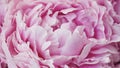 Delicate petals of a pink peony close-up, selective focus. Beautiful natural banner, detail of a delicate wedding flower. Texture
