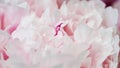 Delicate petals of a pink peony close-up, selective focus. Beautiful natural banner, detail of a delicate wedding flower. Texture