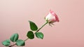 Delicate Petals from Pink Rose with Green Twig AI Generated Royalty Free Stock Photo