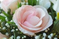 Delicate petals of a pink rose Royalty Free Stock Photo