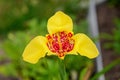 Delicate petals of a yellow Tigridia flower with red spots in the form of spots of a panther skin on a blurred
