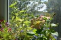 Delicate petunia flowers on blurred background of balcony garden Royalty Free Stock Photo