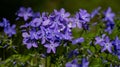 Delicate phlox flowers appear in a fresh spring background. Spring flowers and phlox create a calm background. Phlox blossoms Royalty Free Stock Photo