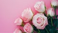 Delicate pink background with blooming roses in close up view Royalty Free Stock Photo