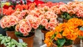 Delicate pink begonia blossom in a flower pot, background wallpaper backdrop design. Many flowering begonia bushes, terry fluffy